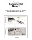 Herrel, A., J.J. Meyers, J.-P. Timmermans and K.C. Nishikawa (2002) Supercontracting muscle: producing tension over extreme muscle lengths. J. Exp. Biol. 205: 2167-2173.